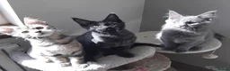 Maine Coon cats for sale: Maine coon kitten black smoke, grey-blue, tortoise - Advert 1