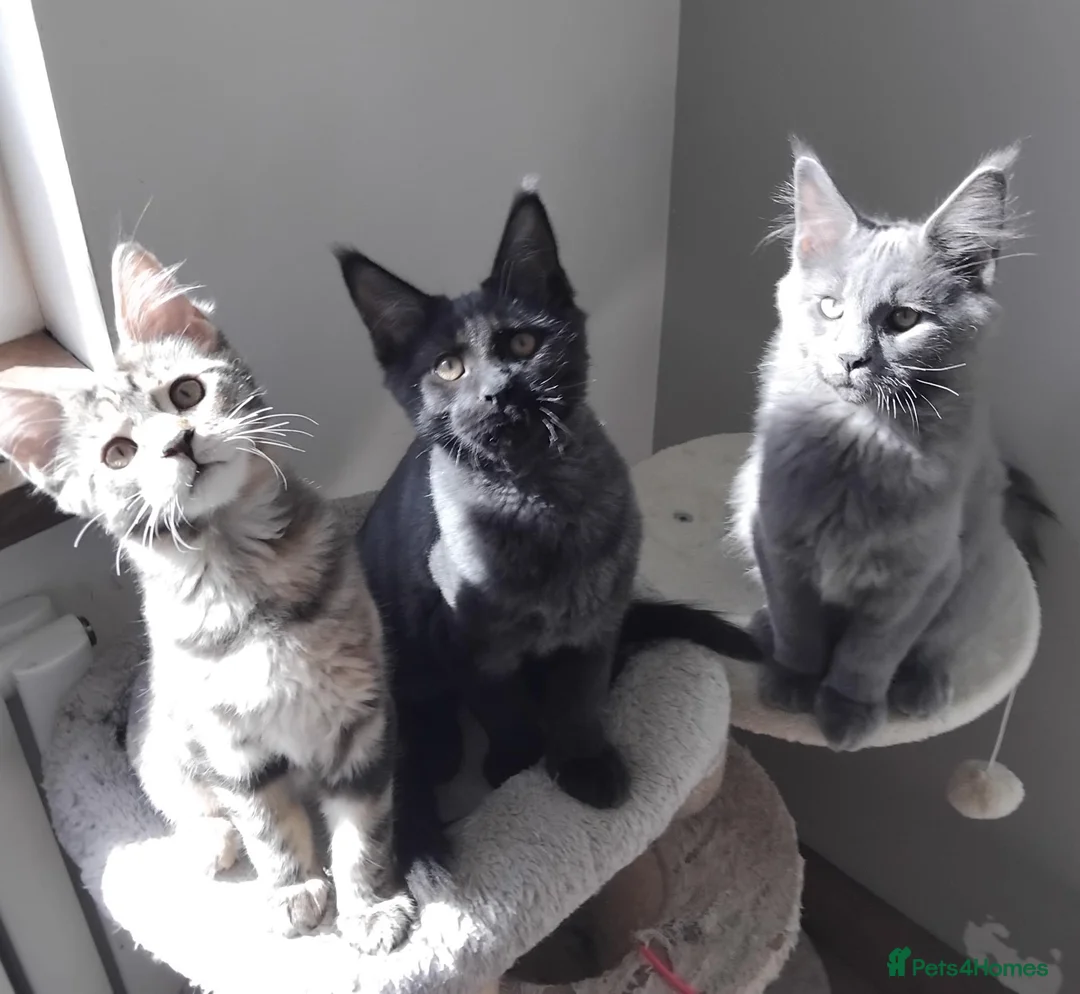 Maine Coon cats for sale: Maine coon kitten black smoke, grey-blue, tortoise - Advert 1