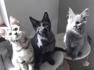 Maine Coon cats Registred Mainecoon black smoke, grey, tortoise - Advert 5