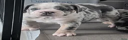 Olde English Bulldogge dogs for sale: Quality Chunky Olde English bulldogge puppies - Advert 5