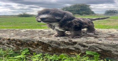 Cockapoo dogs - Advert 8