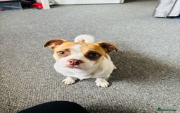 Mixed Breed dogs for sale: Bonny looking for a good forever home - Image 1