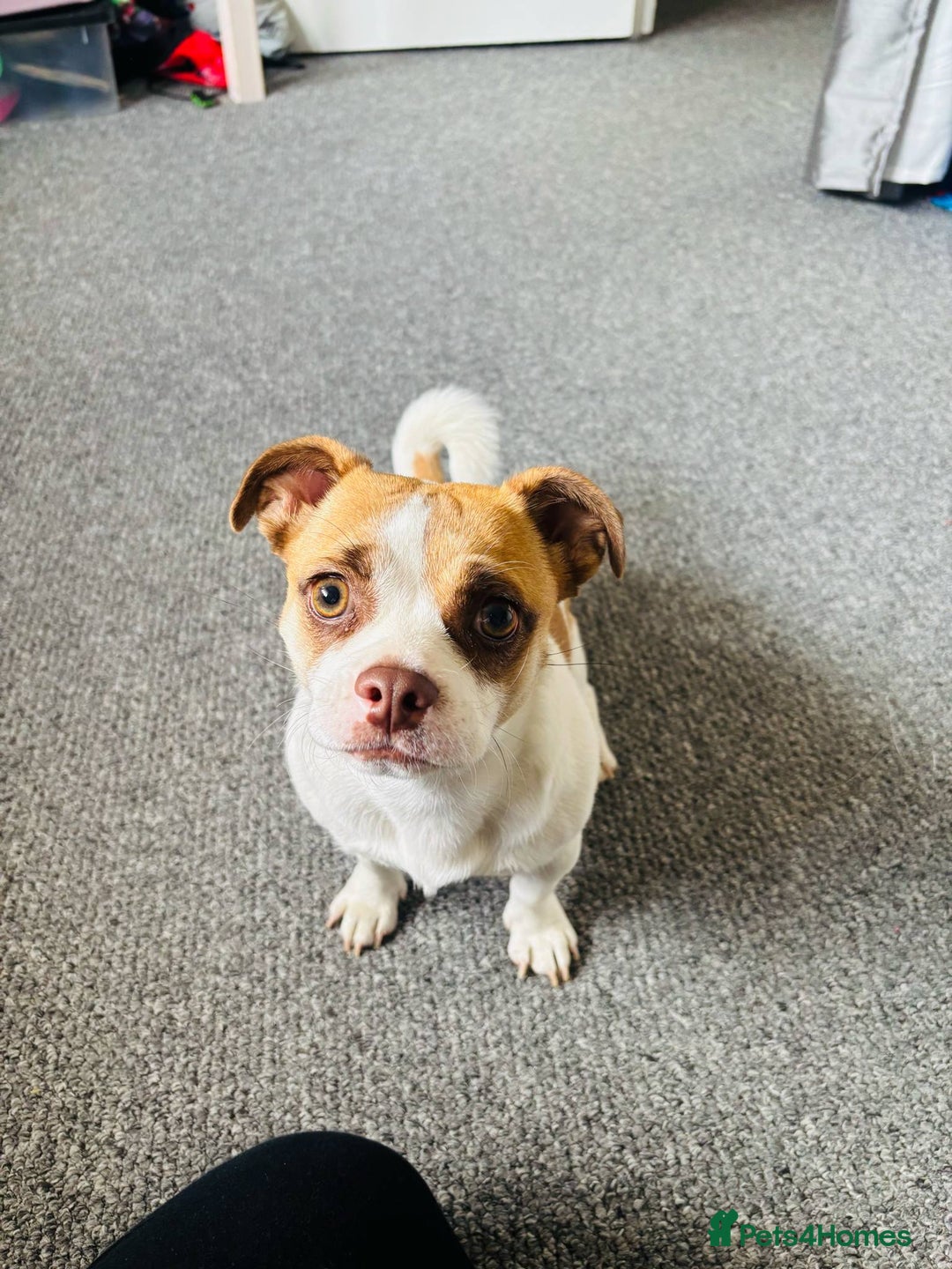 Mixed Breed dogs for sale: Bonny looking for a good forever home - Image 1
