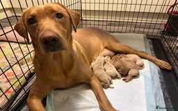 Labrador Retriever dogs for sale: 🐶 Last Beautiful Girl Available 🩷 - Image 5