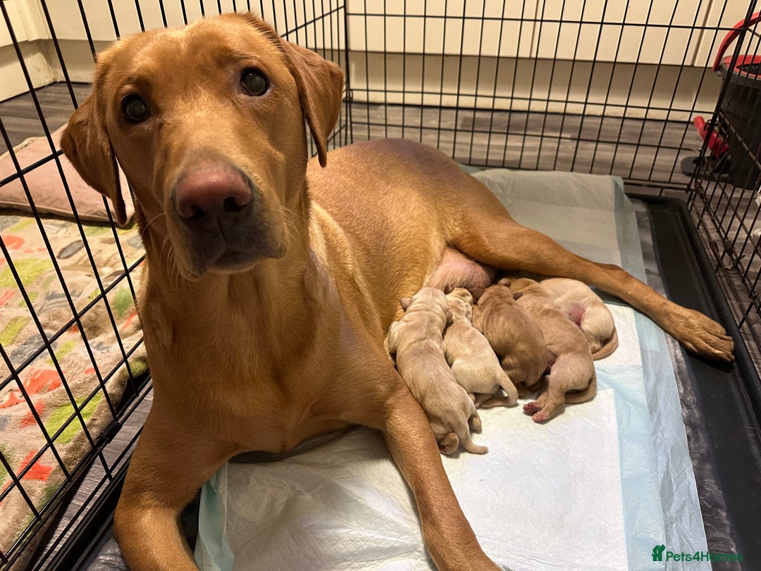 Labrador Retriever dogs for sale: 🐶 Last Beautiful Girl Available 🩷 - Image 5