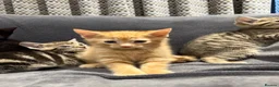 Mixed Breed cats for sale: Boys and girl READY NOW - Advert 4