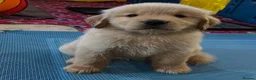 Golden Retriever dogs for sale: Golden retriever puppies - Advert 9
