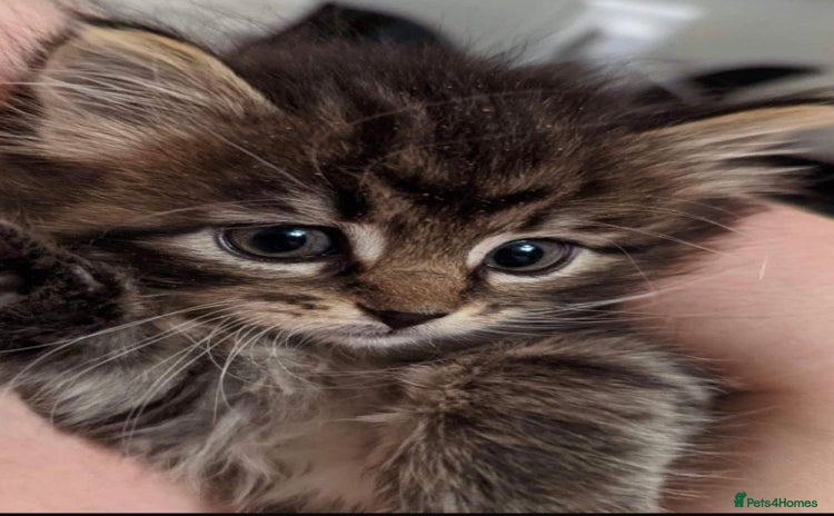 Mixed Breed cats - Advert 10