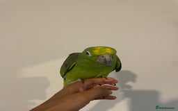 Parrots birds for sale: SILLY TAME HAND REARED BABY YELLOW CROWNED AMAZON - Advert 4
