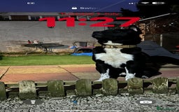 Akita dogs for stud: Stud Akita for 200 - Image 4