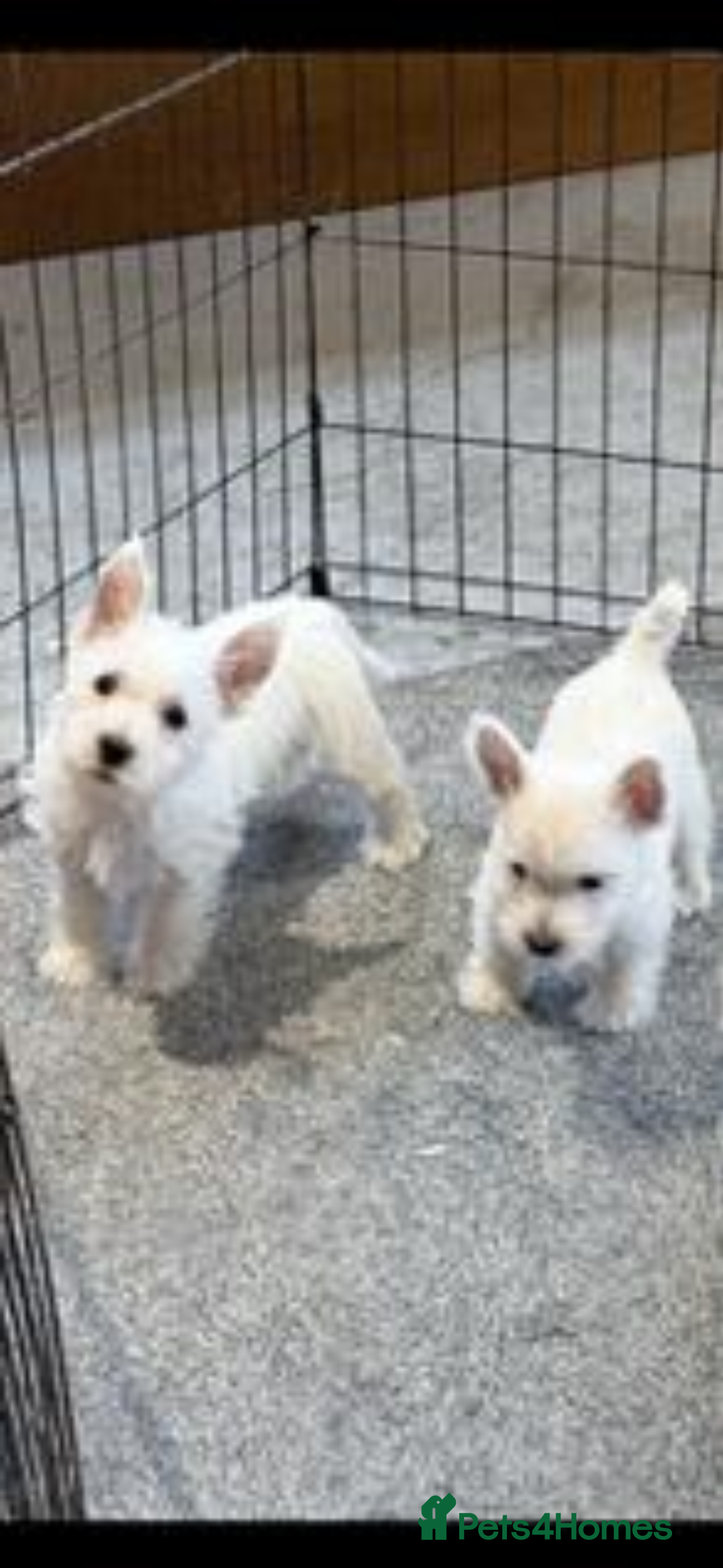 West Highland Terrier dogs KC REGISTERED WEST HIGHLAND TERRIERS - Advert 1