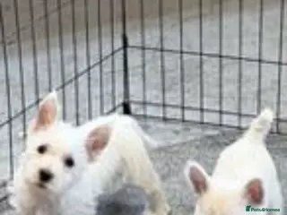 West Highland Terrier dogs KC REGISTERED WEST HIGHLAND TERRIERS - Advert 1