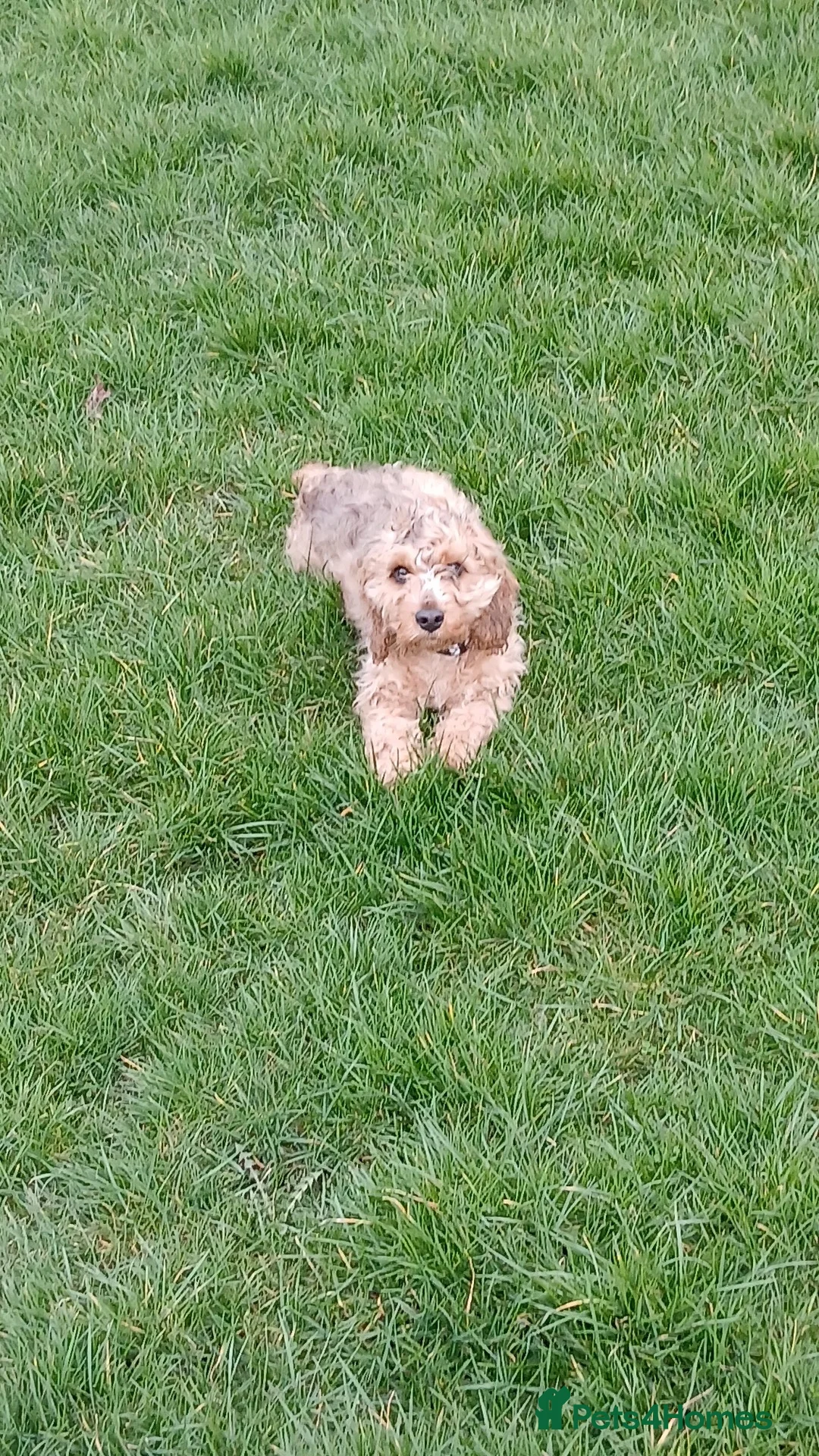 Mixed Breed dogs for sale: Cockerpoo spaniel in Caerphilly - Advert 5