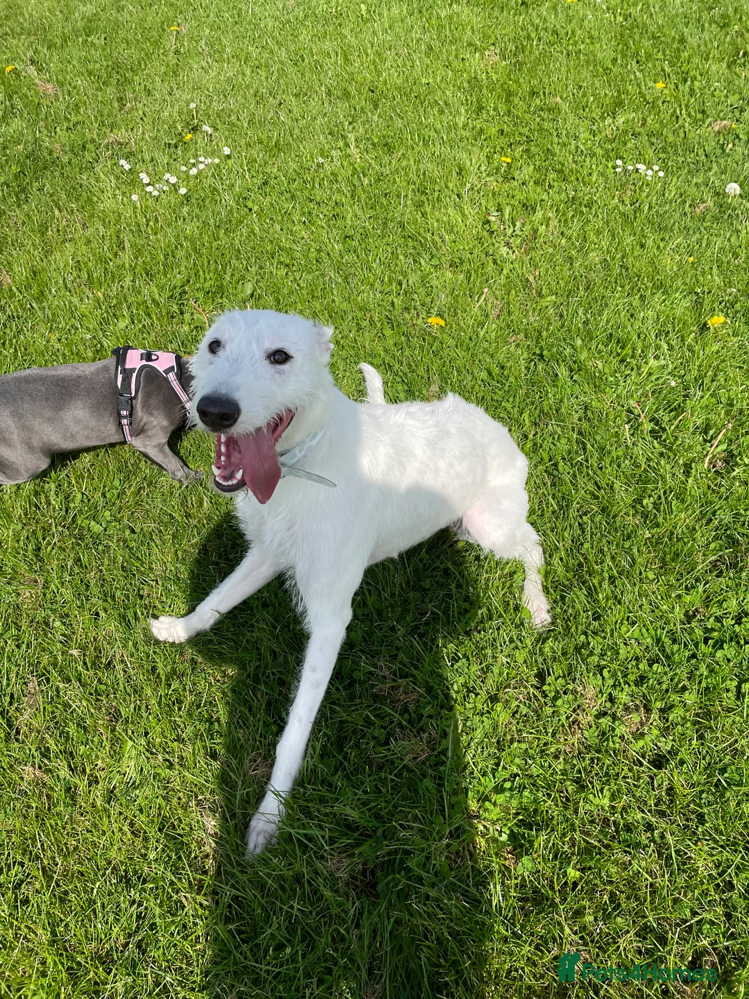 Deerhound dogs for sale: 2 deerhound bitches mother and daughter in Ashington - Advert 13