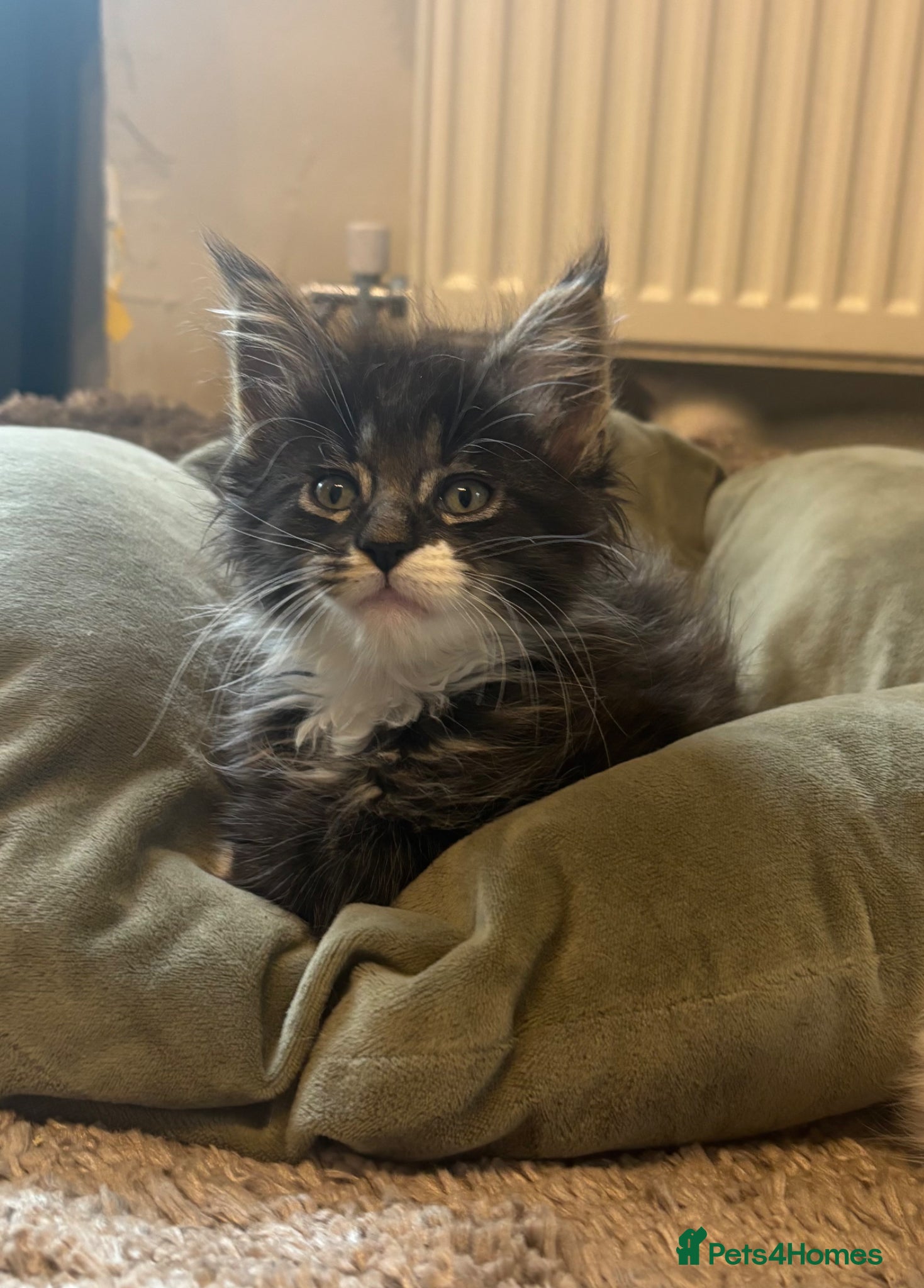 Maine Coon cats for sale: Maine coon kittens for sale. Some polydactyl.  in Trimdon Station - Advert 10