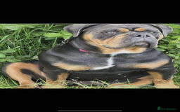 Olde English Bulldogge dogs for sale: Olde English bulldog puppies  - Image 8
