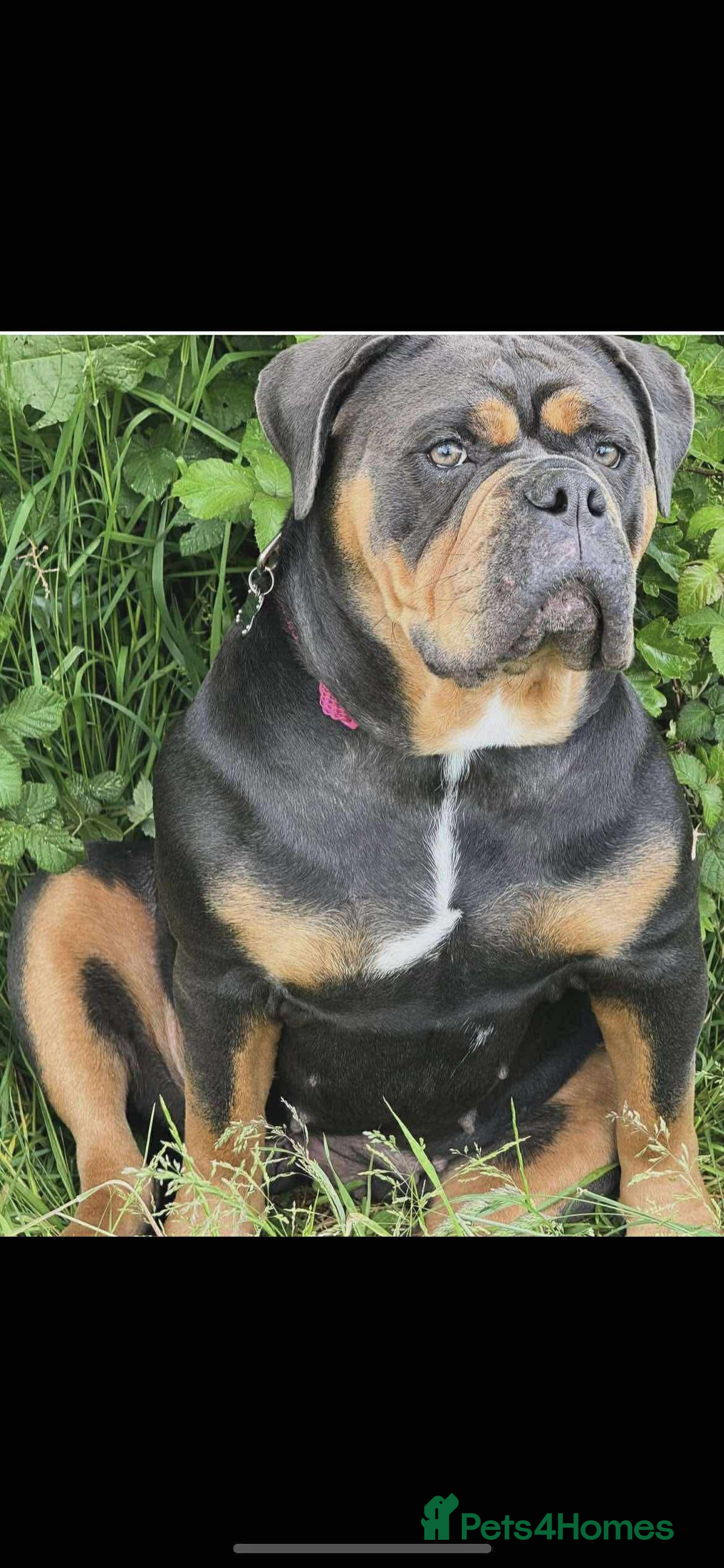 Olde English Bulldogge dogs for sale: Olde English bulldog puppies  - Image 8