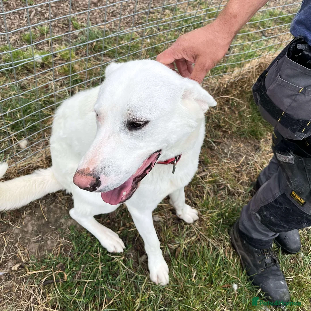 Mixed Breed dogs for adoption: DOUGIE - Like a Large Labrador - Advert 16