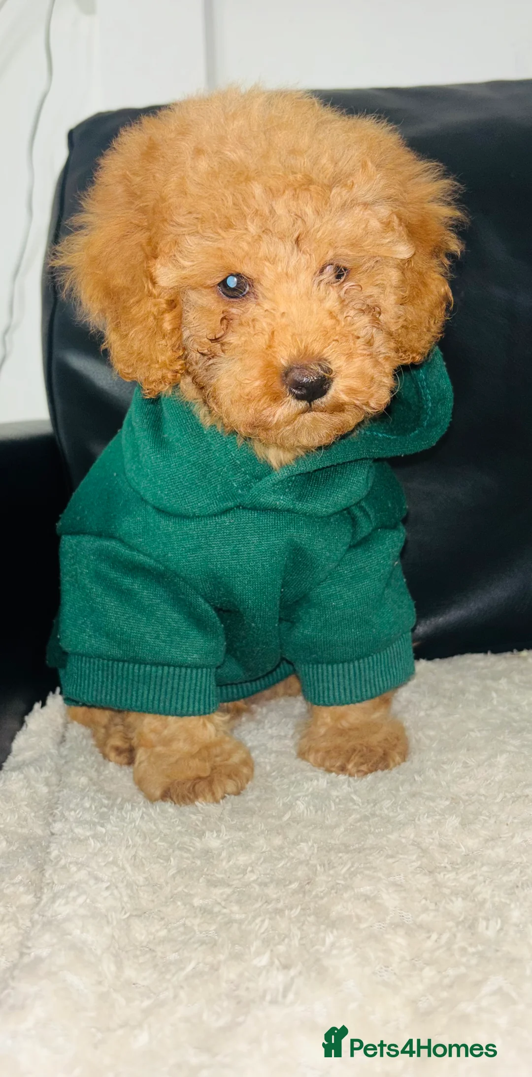 Toy Poodle dogs for sale: Toy Poodle - Advert 2