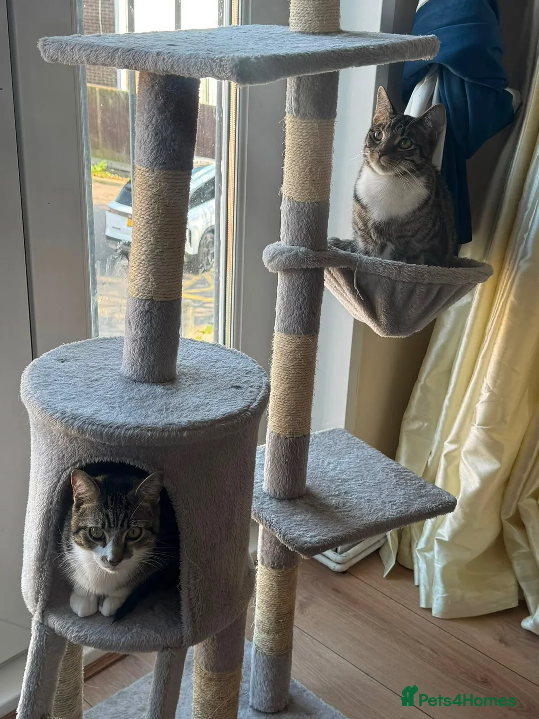 British Shorthair cats for sale:  ** s  in Basildon - Advert 6