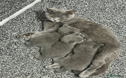 British Shorthair cats for sale: British short hair  - Image 12