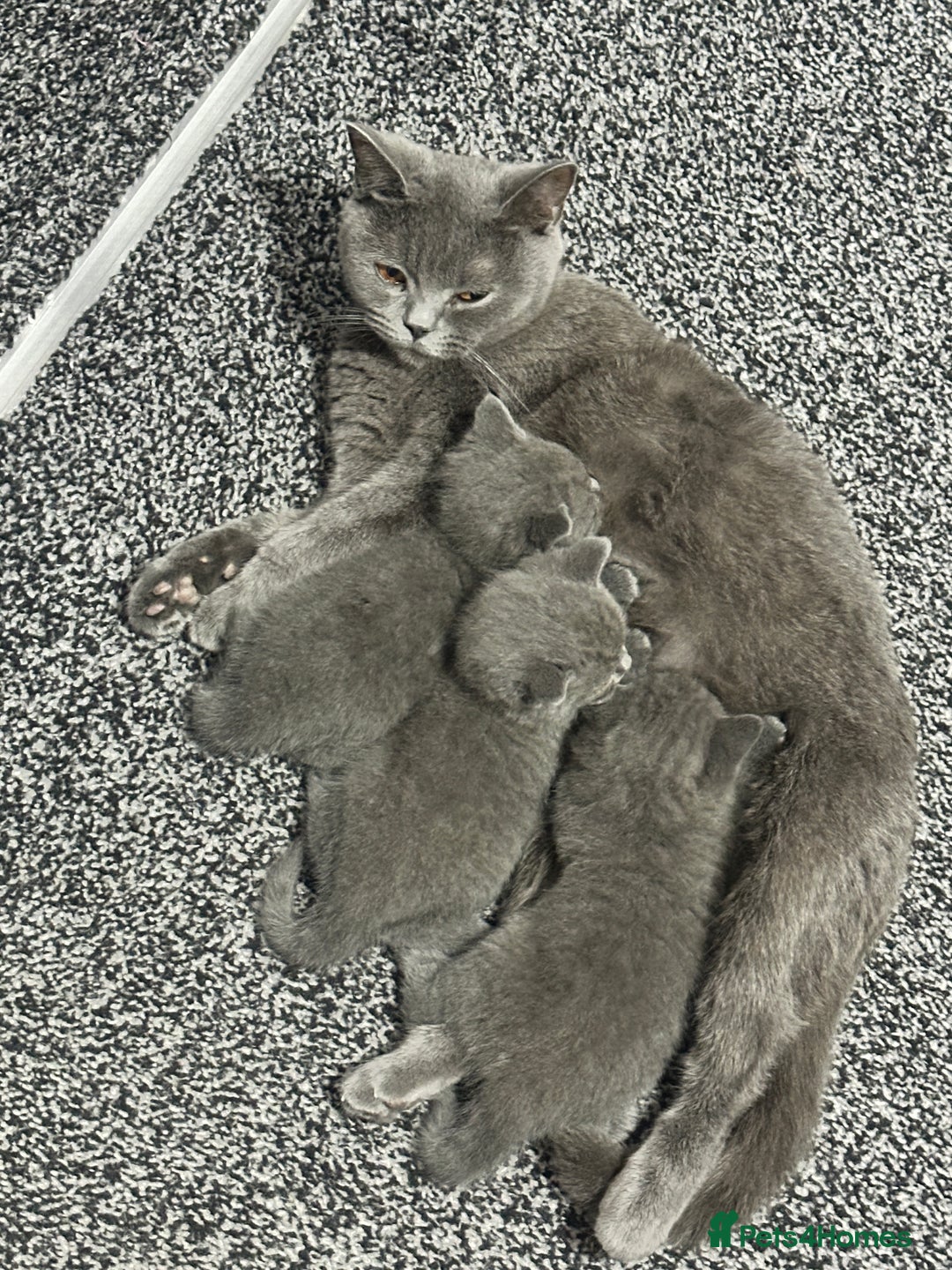 British Shorthair cats for sale: British short hair  - Image 12