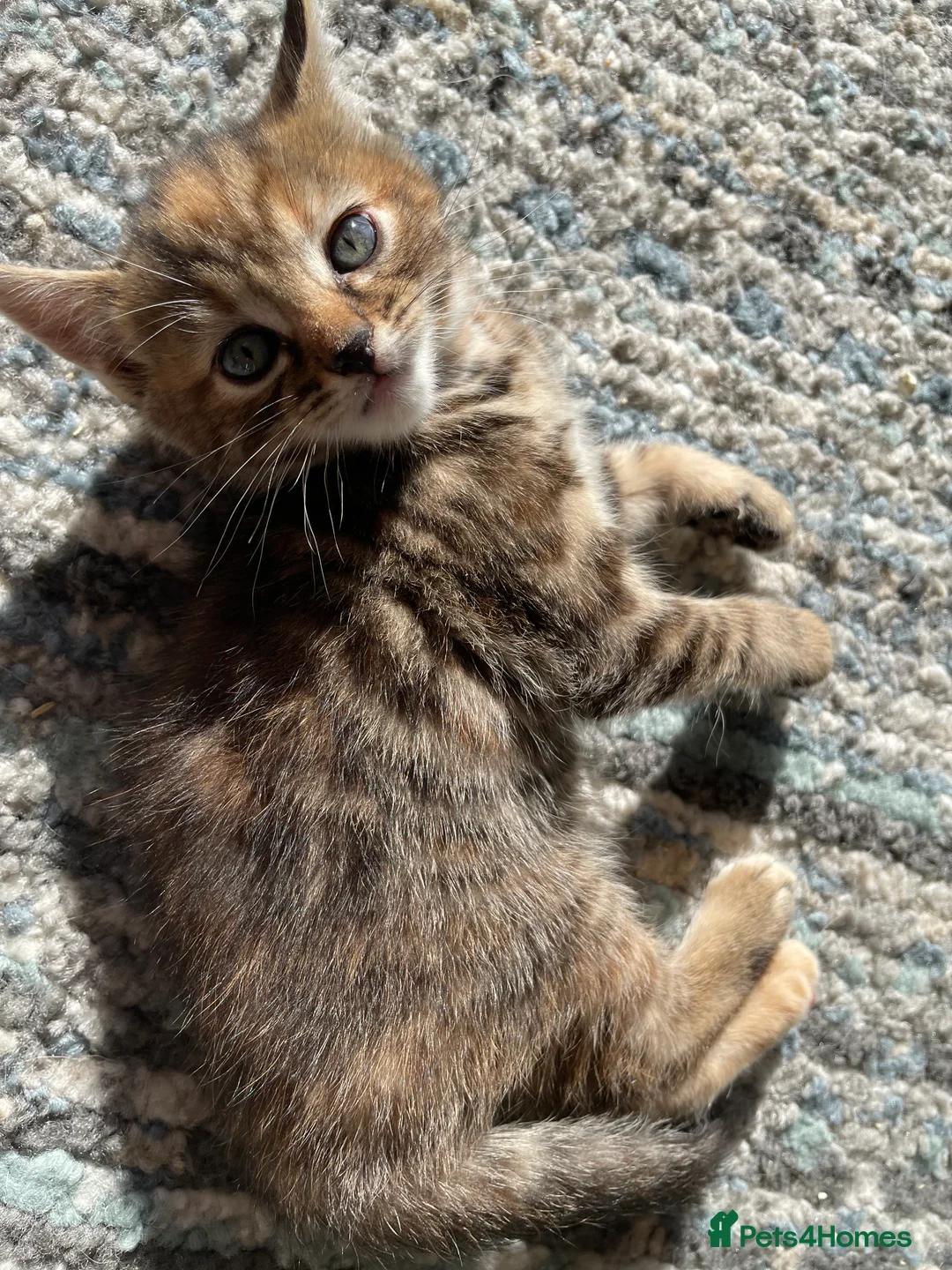 Mixed Breed cats for sale: 3 mixed breed kittens. 2 male, 1 female  - Advert 2