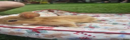 Netherland Dwarf rabbits for sale: 5 Little bunny looking for home - Advert 5