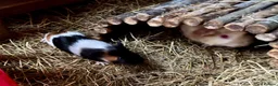 Guinea Pig rodents for sale: Baby Guinea Pigs for sale  - Advert 6