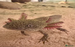 Other/Mixed Breed fish for sale: Axolotls - Image 1