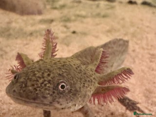 Other/Mixed Breed fish for sale - Advert 1