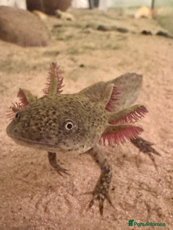 Other/Mixed Breed fish - Advert 2