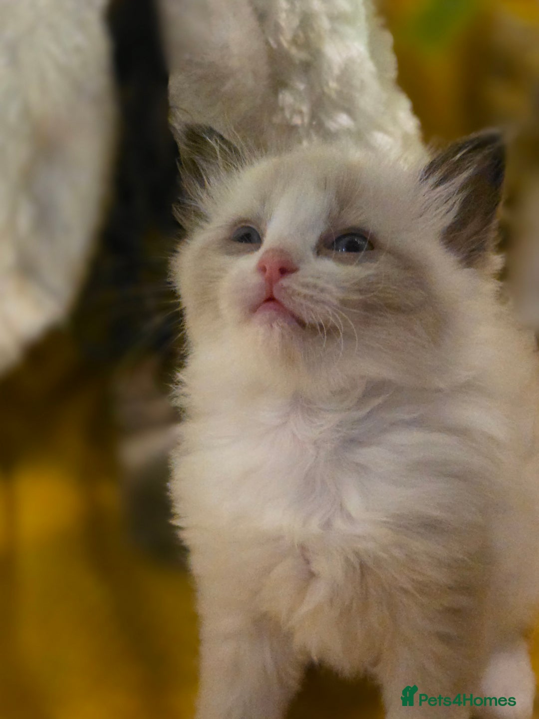 Ragdoll cats for sale: 4 pure ragdolls. 21st of Dec Reservation taken now - Advert 9