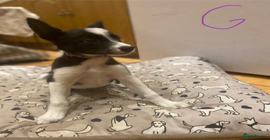 Border Collie dogs - Advert 6