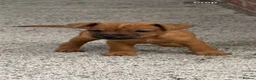 Lakeland Terrier dogs for sale: Lakeland terriers READY NOW - Advert 2