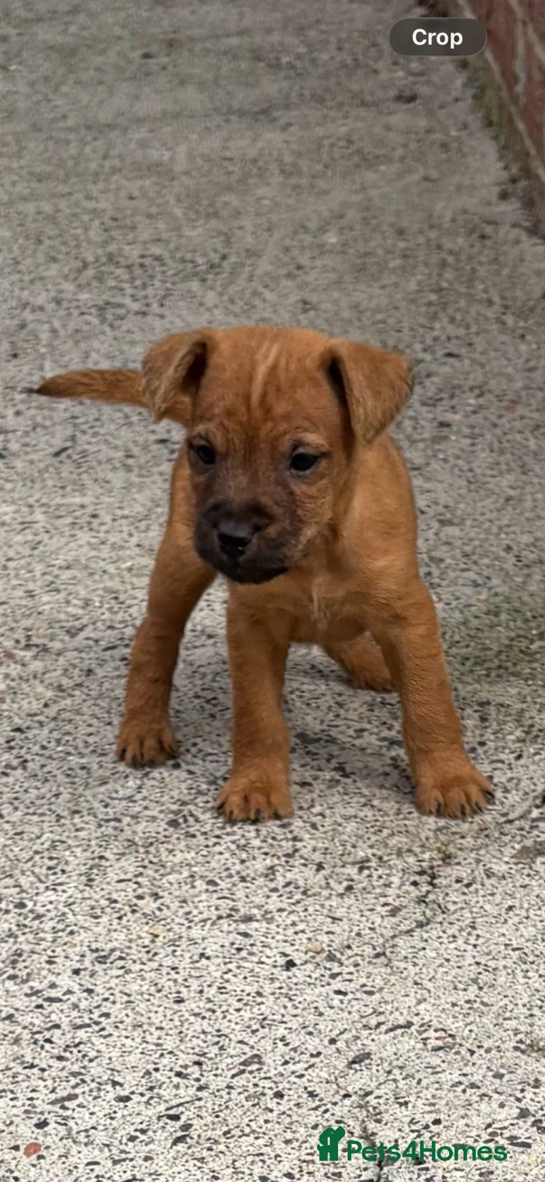 Lakeland Terrier dogs for sale: Lakeland terriers READY NOW - Advert 2