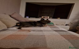 French Bulldog dogs for sale: Bronson looking for a new home - Image 6