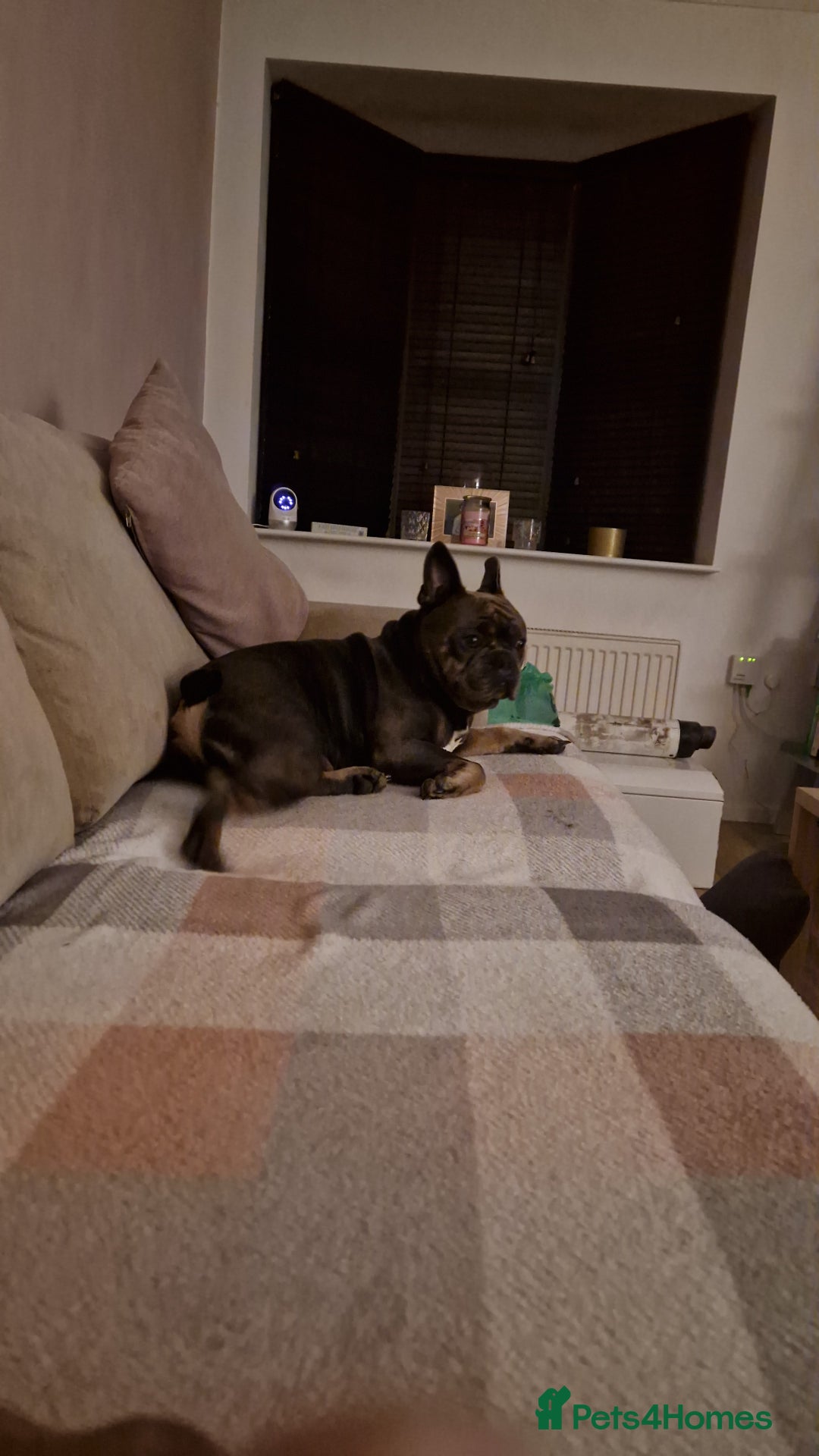 French Bulldog dogs for sale: Bronson looking for a new home - Image 6