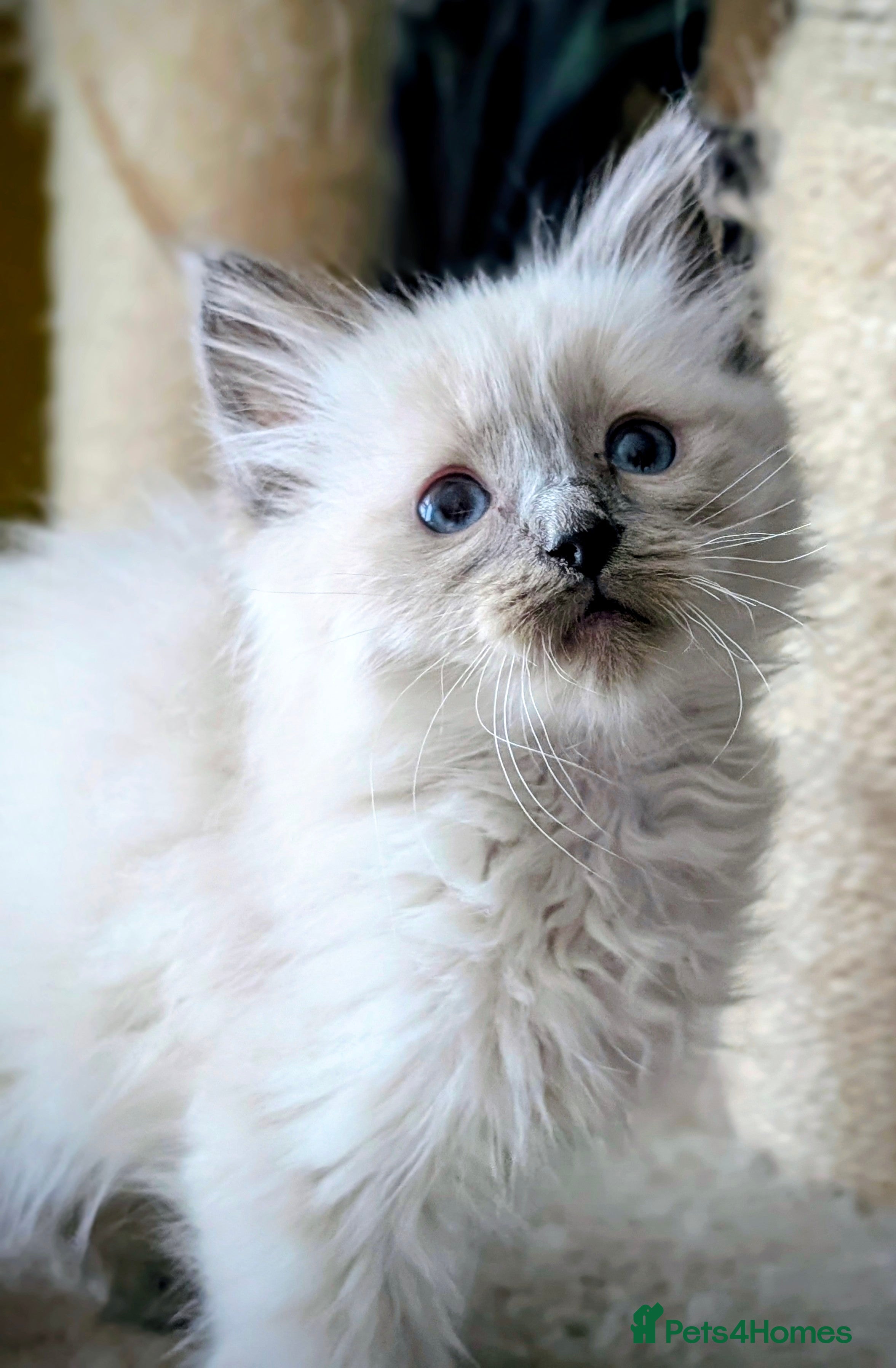 Ragdoll cats Gorgeous Blue Point Male Ragdoll  - Advert 2