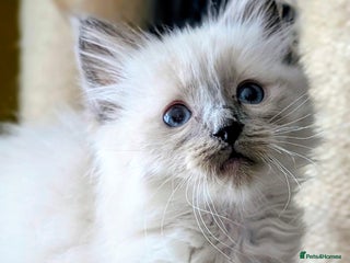 Ragdoll cats Gorgeous Blue Point Male Ragdoll - Advert 1