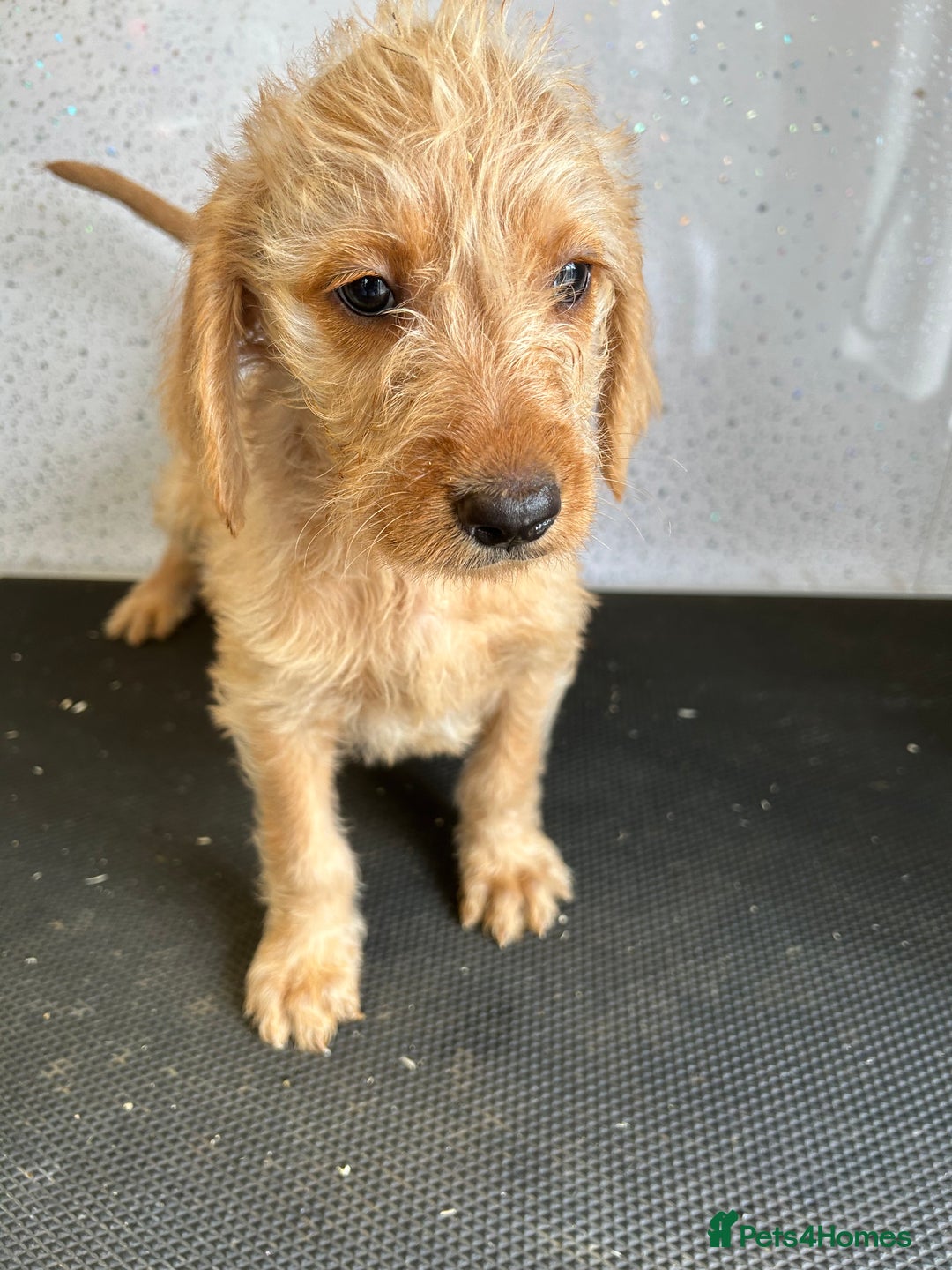 Mixed Breed dogs for sale: Stunning vizapoo puppies  - Image 7
