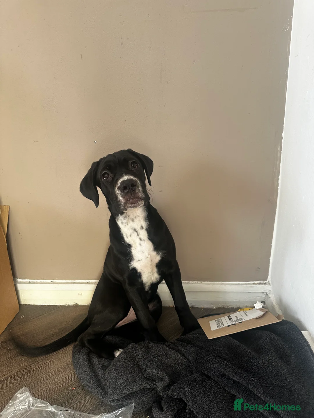 Mixed Breed dogs for sale: Cane corso cross  - Advert 4