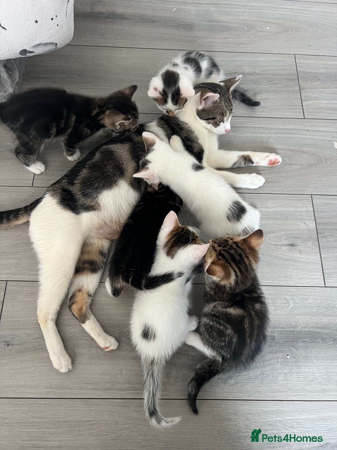 Domestic Shorthair cats for sale: 6 beautiful kittens for sale  - Image 8