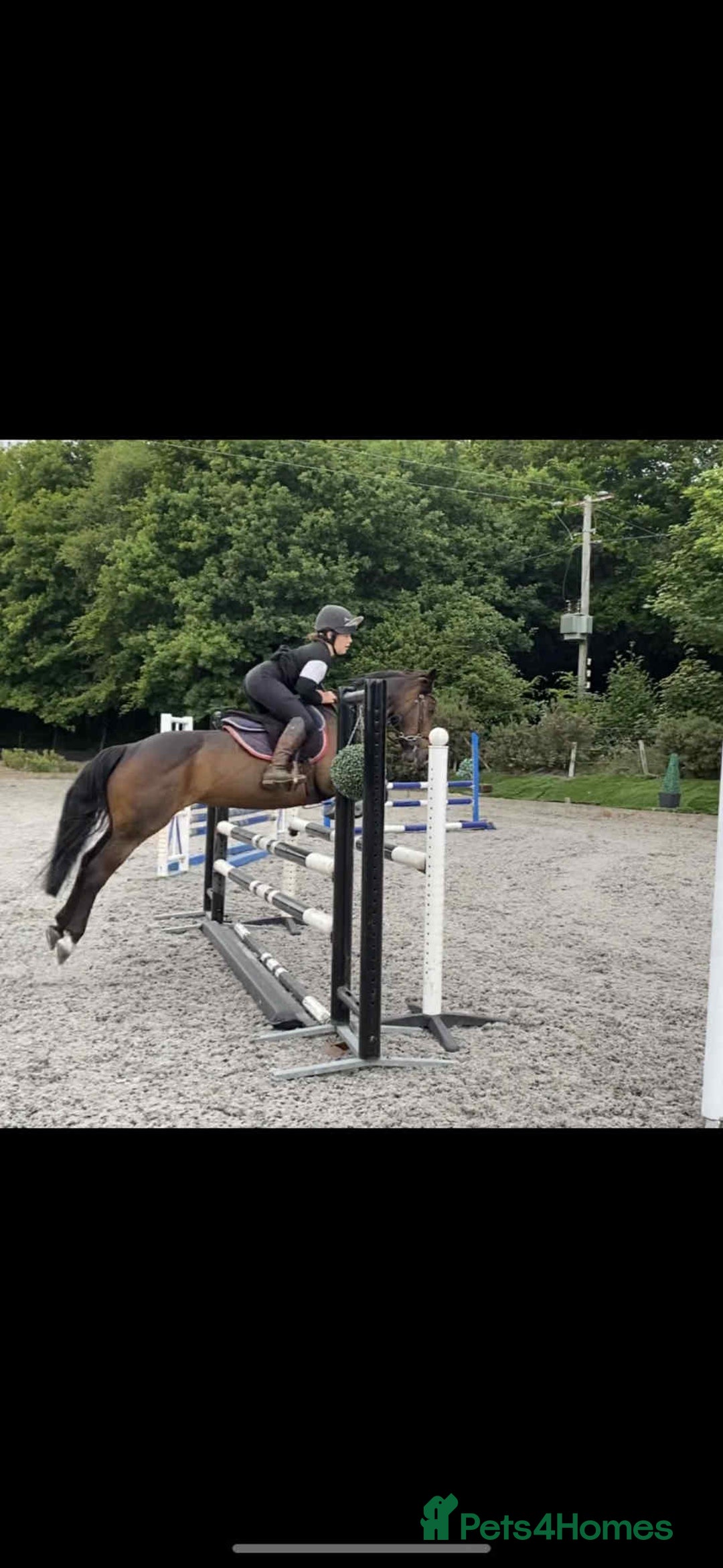 Irish Thoroughbred horses for sale: Second pony for games / hunting - Advert 3