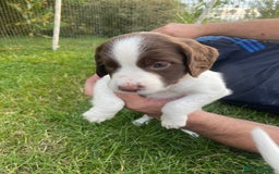 English Springer Spaniel dogs for sale: Exceptional Working & Trialing Lines  - Image 4