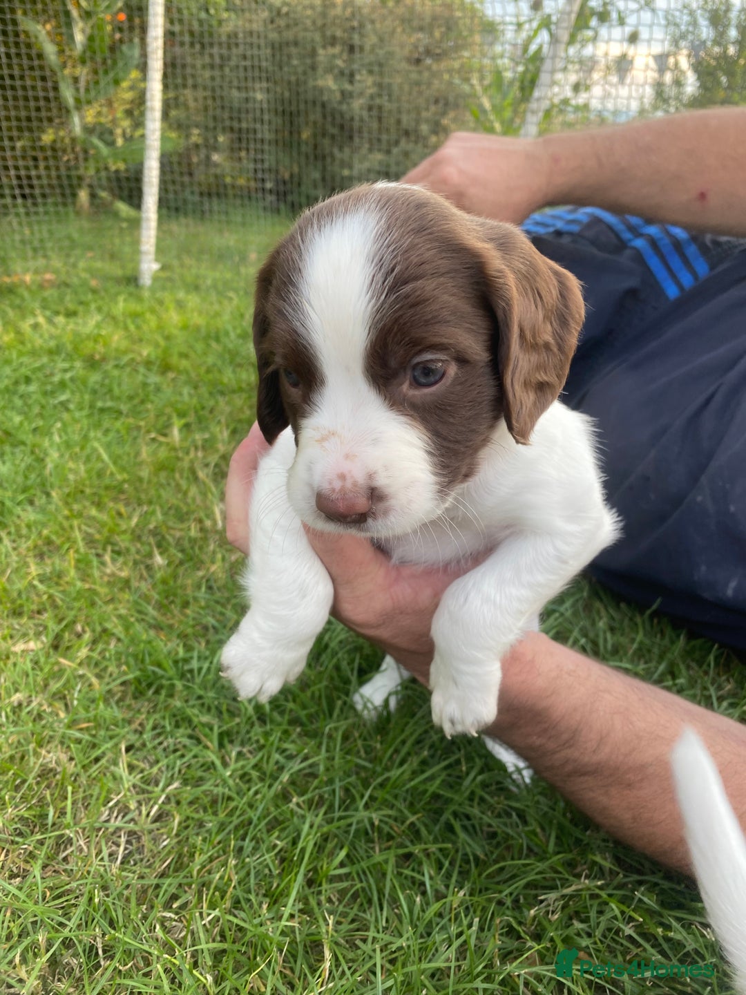 English Springer Spaniel dogs for sale: Exceptional Working & Trialing Lines  - Image 4