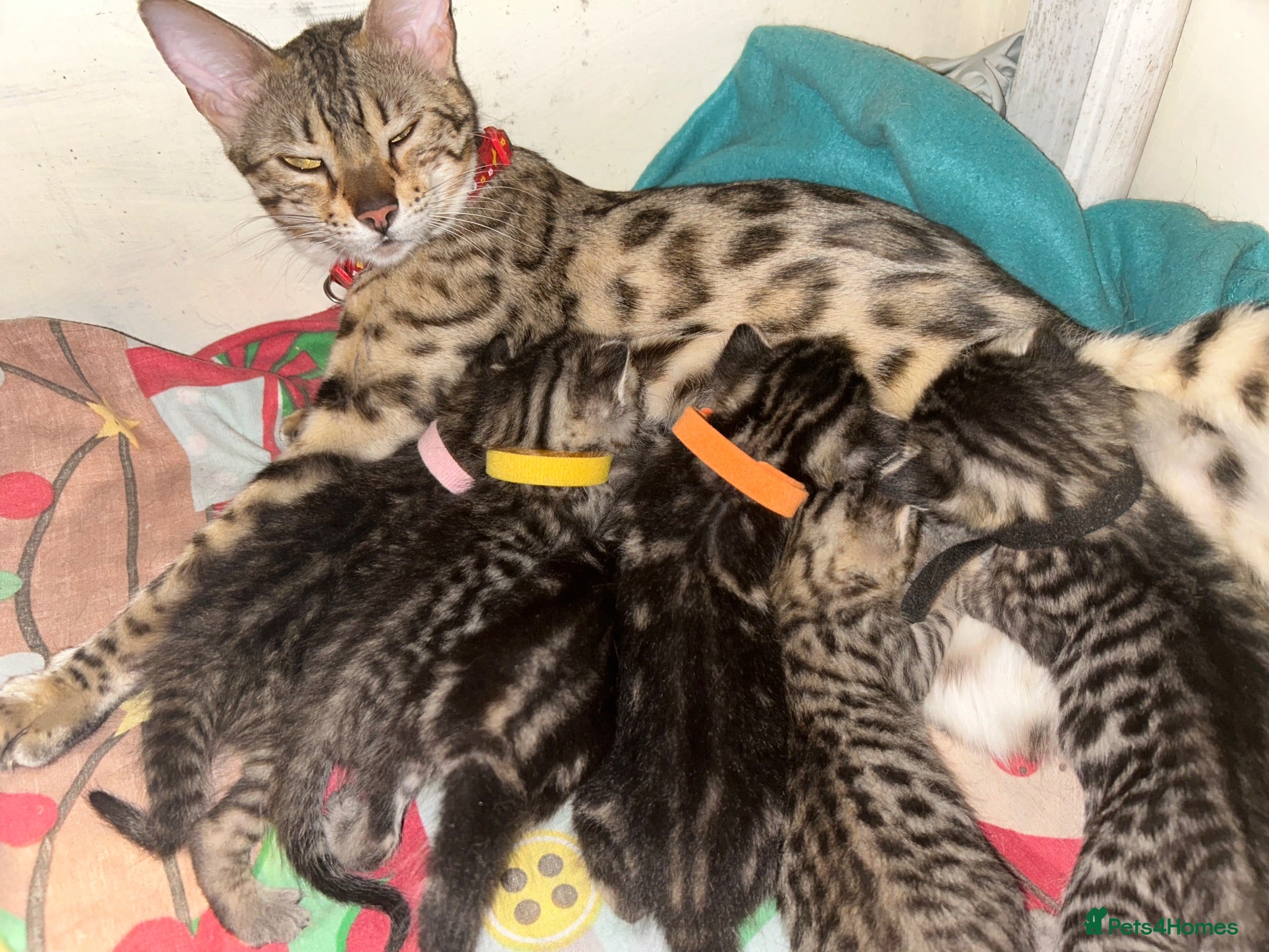 Bengal cats Mix Bengal kittens for sell - Advert 17