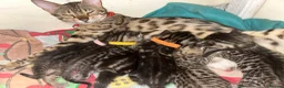 Bengal cats for sale: 1 girl Mix Bengal kitten left for sell - Advert 1