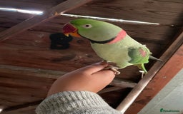 Parrots birds for sale: Alaxandrian parrot  - Image 2