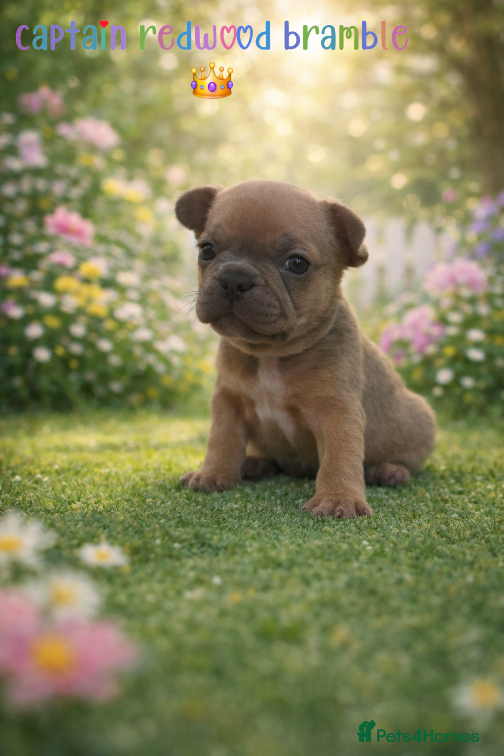 French Bulldog dogs Frenchbull dog puppies  - Advert 16